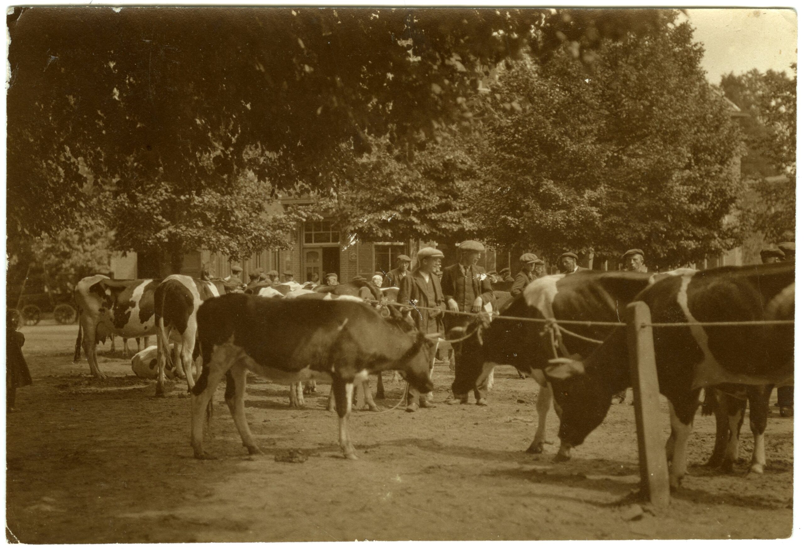 De koeienmarkt van Dwingeloo dreetippe. Augustusmarkt 1919