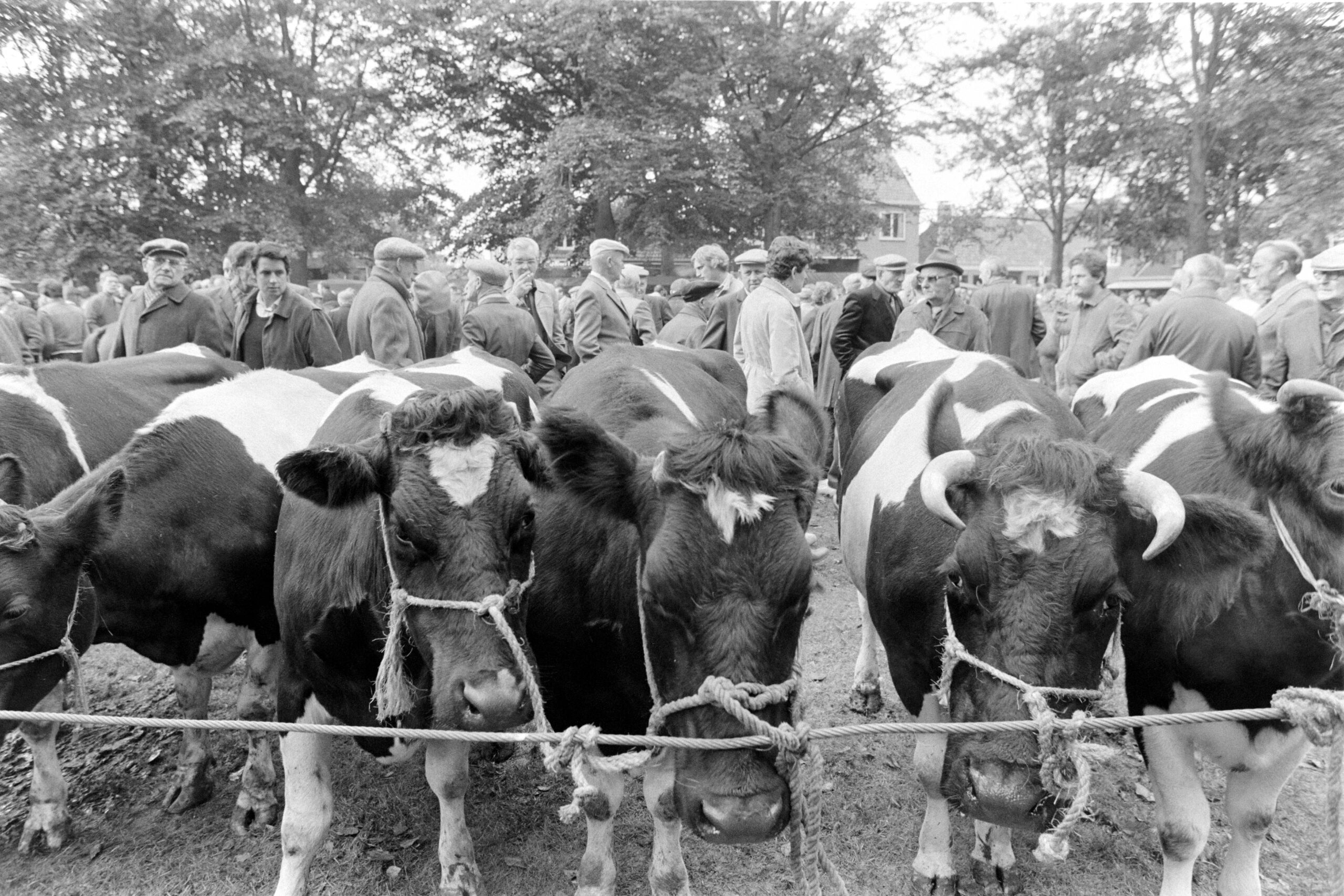 Nederland - Drenthe - Dwingeloo 1980- 10 -13
Dwingeloo jaarlijkse vee markt.
Foto: Sake Elzinga