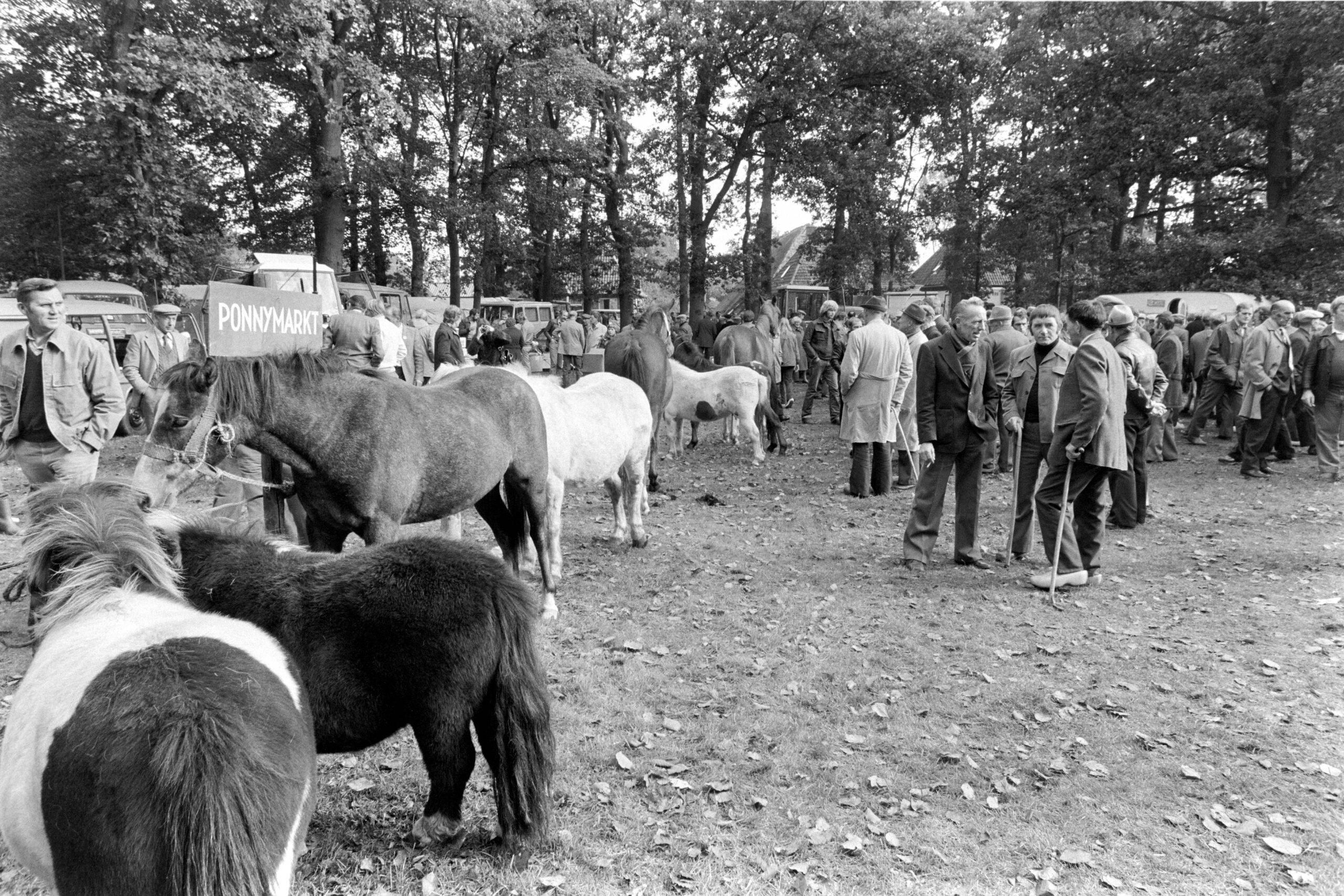 Nederland - Drenthe - Dwingeloo 1980- 10 -13
Dwingeloo jaarlijkse vee markt.
Foto: Sake Elzinga