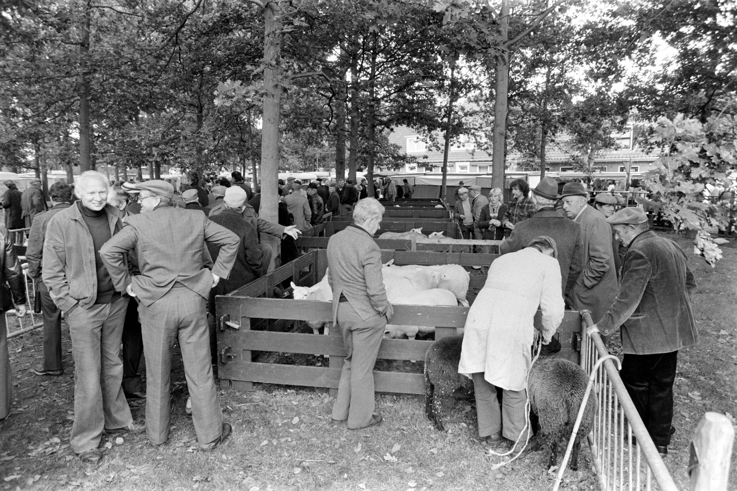 Nederland - Drenthe - Dwingeloo 1980- 10 -13
Dwingeloo jaarlijkse vee markt.
Foto: Sake Elzinga