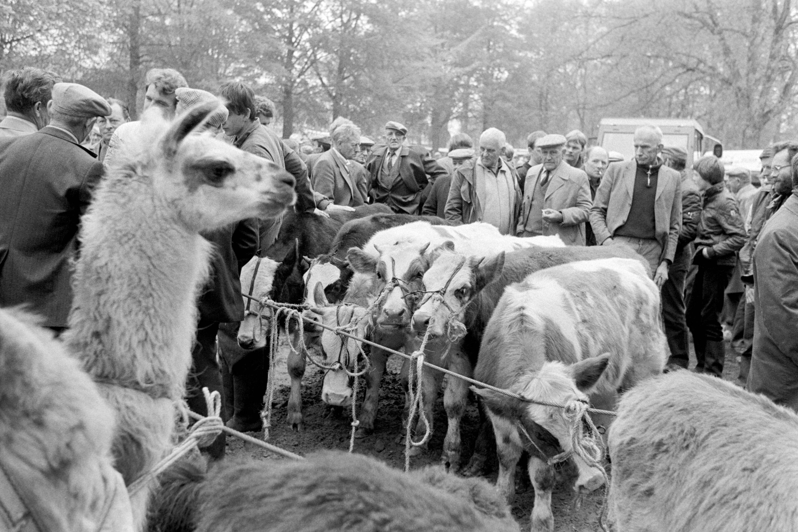 Nederland - Drenthe - Dwingeloo - 09-05 -1983
Dwingeloo rmarkt, paarden en ander vee.
Foto: Sake Elzinga