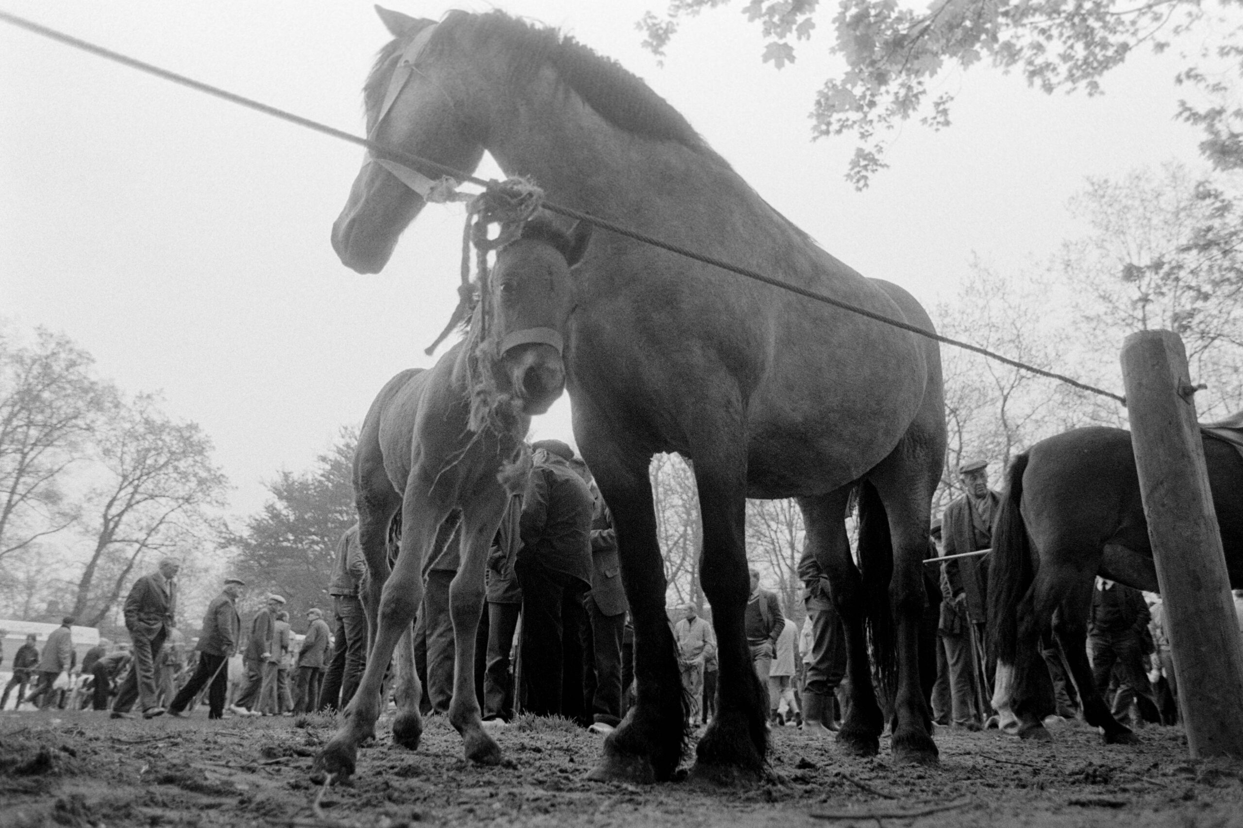 Op de paardenmarkt in Dwingeloo trekt een stoet kijkers langs paarden en veulens 1983