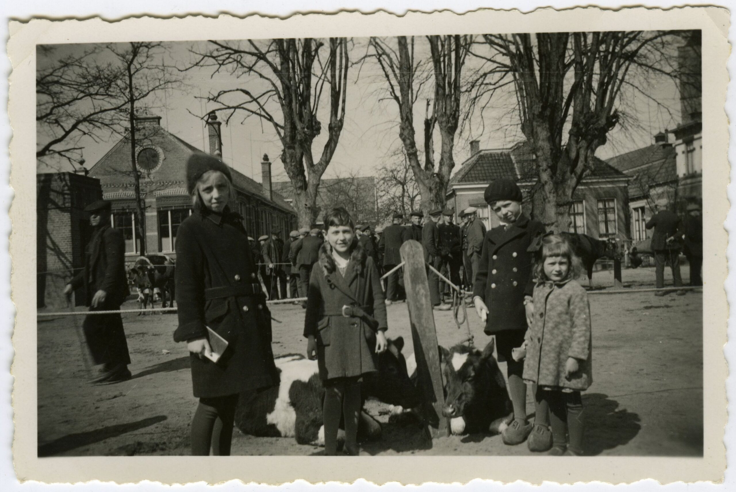 Koeienmarkt op de 'dreetippe' van Dwingeloo 1934
